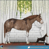 Horse Color:Liver Red Dun Splash Rabicano Brindle 