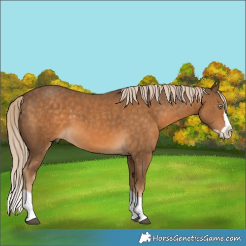 Horse Color:Chocolate Palomino Splash 