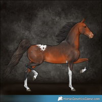 Horse Color:Bay Tobiano Appaloosa 