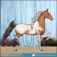 Horse Color:Bay Tobiano Appaloosa 