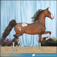 Horse Color:Bay Appaloosa 