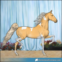 Horse Color:Palomino Tobiano 