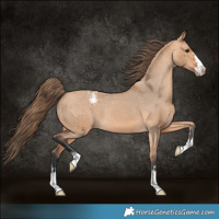 Horse Color:Bay Dun Appaloosa 