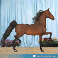 Horse Color:Bay 