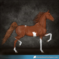 Horse Color:Chestnut Tobiano 