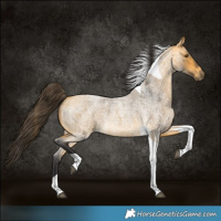 Horse Color:Buckskin Roan Tobiano 