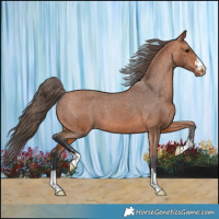 Horse Color:Bay Appaloosa 