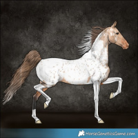 Horse Color:Bay Dun Tobiano Appaloosa