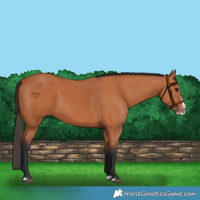 Horse Color:Bay Splash Frame Rabicano 