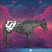 Horse Color:Black Appaloosa 