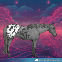 Horse Color:Black Blanket