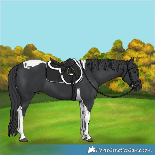 Horse Color:Black Tobiano 