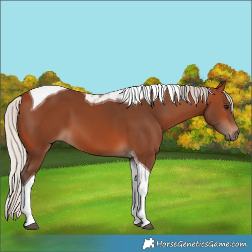 Horse Color:Silver Brown Tobiano