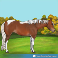 Horse Color:Silver Brown Tobiano