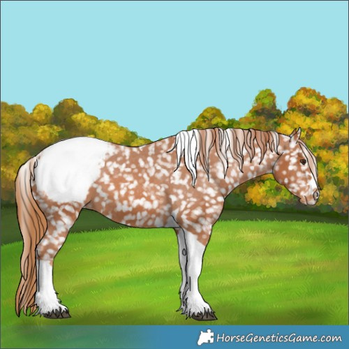 Horse Color:Chestnut Tobiano Snowcap 