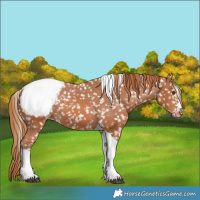 Horse Color:Chestnut Tobiano Appaloosa 