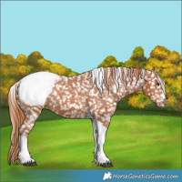 Horse Color:Chestnut Tobiano Snowcap