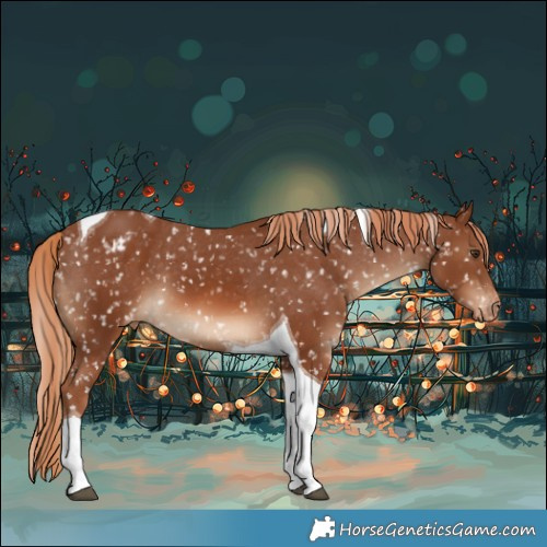 Horse Color:Chestnut Tobiano Appaloosa