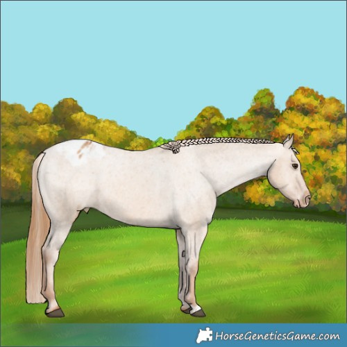 Horse Color:Red Dun Varnish 