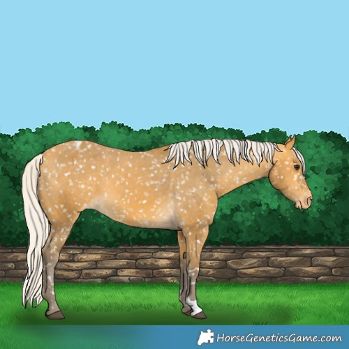 Horse Color:Silver Buckskin Appaloosa 