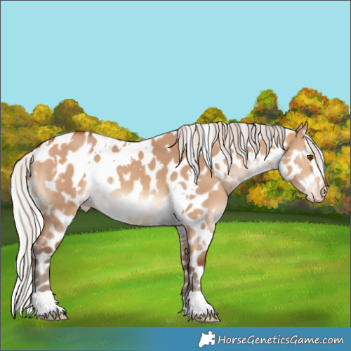Horse Color:White Spotted Silver Bay Dun Appaloosa 