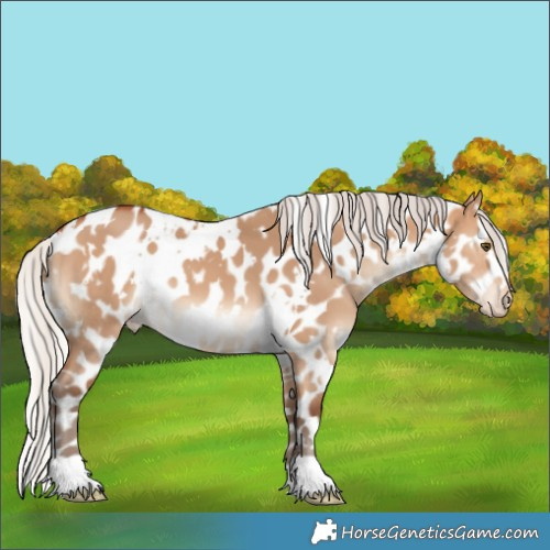 Horse Color:White Spotted Silver Bay Dun Appaloosa 