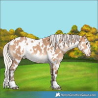 Horse Color:White Spotted Silver Bay Dun Appaloosa 