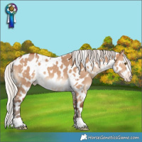 Horse Color:White Spotted Silver Bay Dun Appaloosa