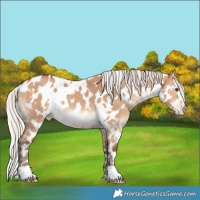 Horse Color:White Spotted Silver Bay Dun Appaloosa 