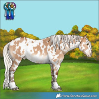Horse Color:White Spotted Silver Bay Dun Leopard