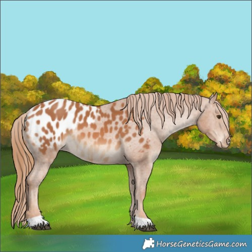 Horse Color:Chestnut Blanket 