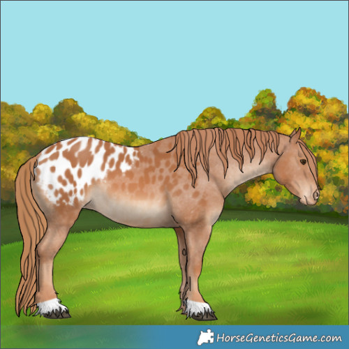 Horse Color:Chestnut Appaloosa 