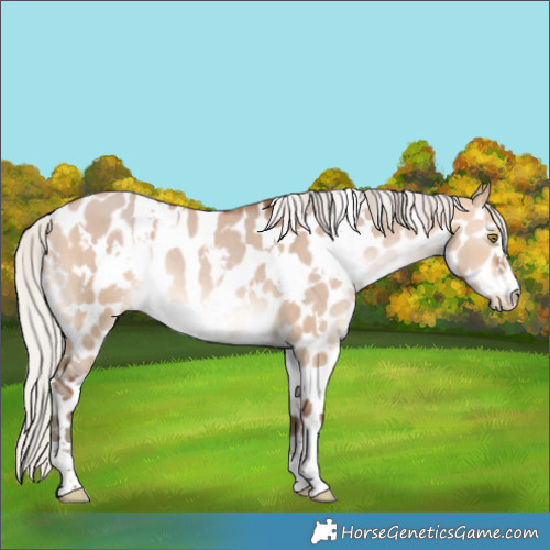 Horse Color:White Spotted Silver Bay Dun Appaloosa 