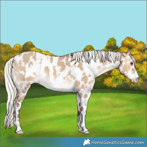 Horse Color:White Spotted Silver Bay Dun Near Leopard 