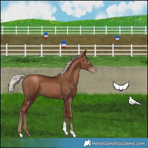 Horse Color:Gray Silver Black Pearl Tobiano 