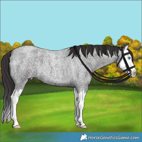 Horse Color:Smoky Blue Roan Splash 