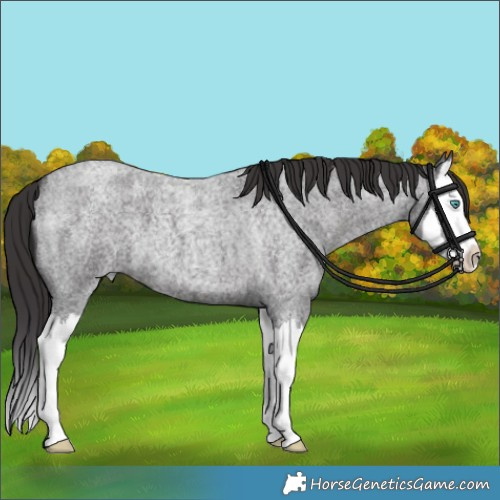 Horse Color:Smoky Blue Roan Splash 