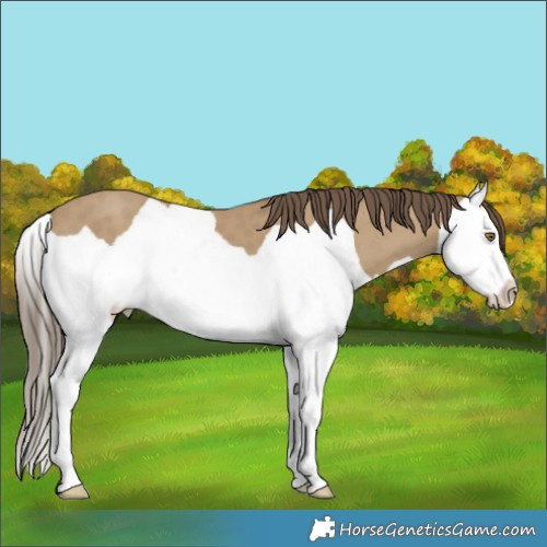 Horse Color:Classic Cream Champagne Splash 