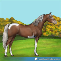 Horse Color:Gray Silver Black Pearl Tobiano