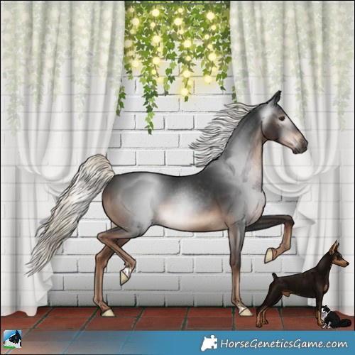 Horse Color:Gray Liver Chestnut Mushroom 