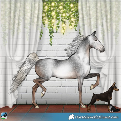 Horse Color:Gray Liver Chestnut Mushroom 