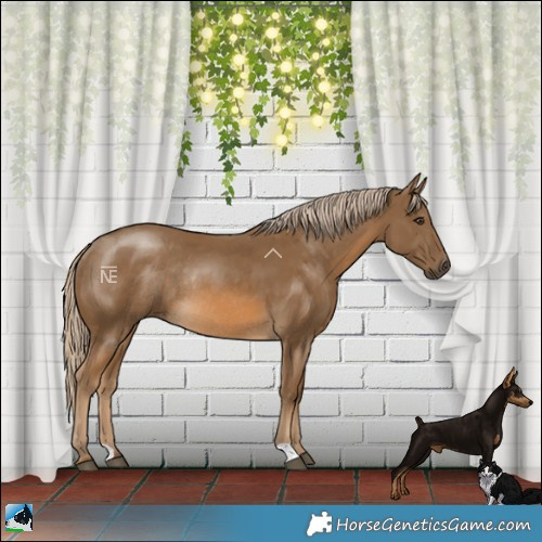 Horse Color:Chocolate Palomino Rabicano 