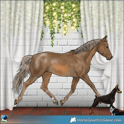 Horse Color:Chocolate Palomino Rabicano 