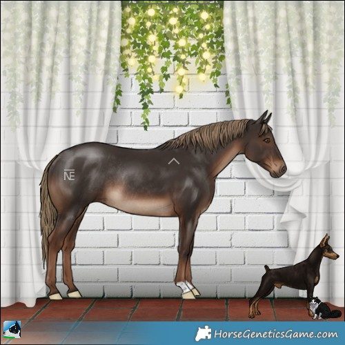 Horse Color:Liver Chestnut Rabicano