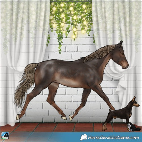 Horse Color:Liver Chestnut Rabicano 
