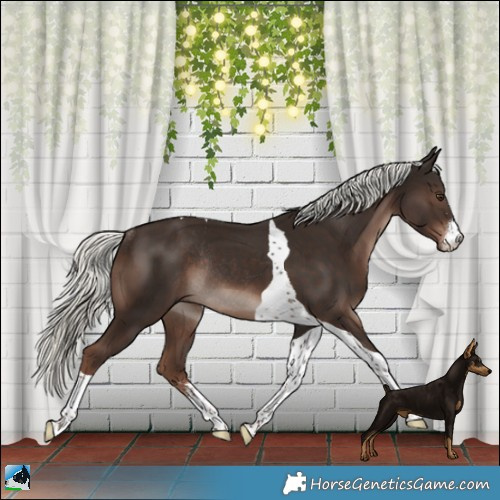Horse Color:Liver Chestnut Mushroom Sabino Tobiano Rabicano 