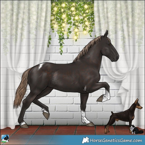 Horse Color:Liver Chestnut Tobiano Rabicano 