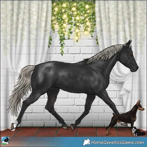Horse Color:Gray Liver Chestnut Mushroom 