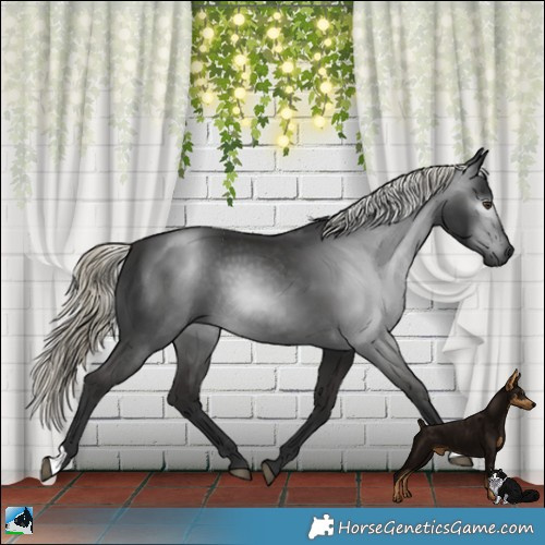 Horse Color:Gray Liver Chestnut Mushroom 