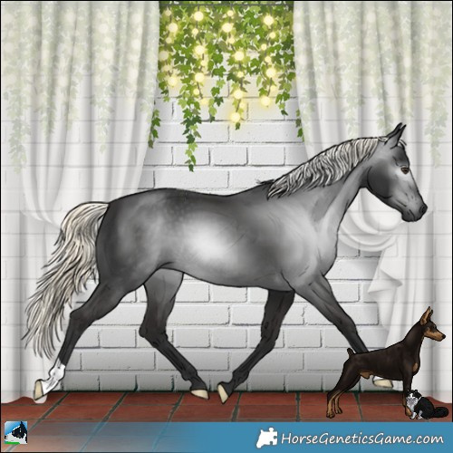 Horse Color:Gray Liver Chestnut Mushroom 